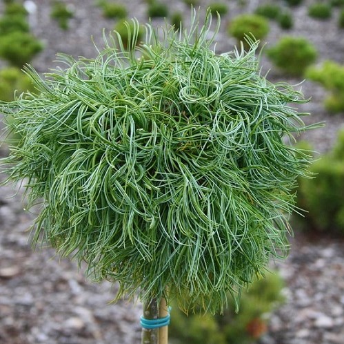 Сосна веймутова "Грин Твист" (Pinus strobus "Green Twist")