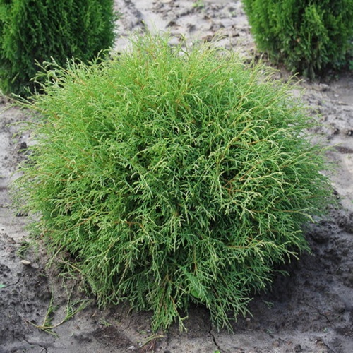 Туя западная "Мистер Боулинг Болл" (Thuja occidentalis "Mr Bowling Ball")