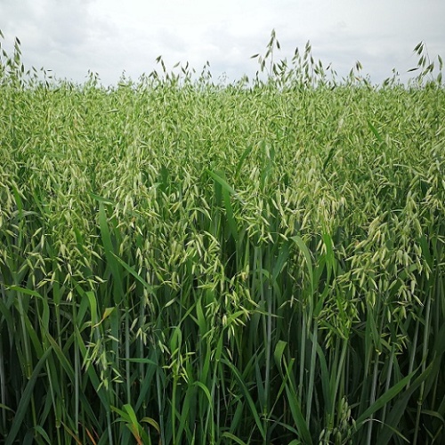 Овес (Avena)