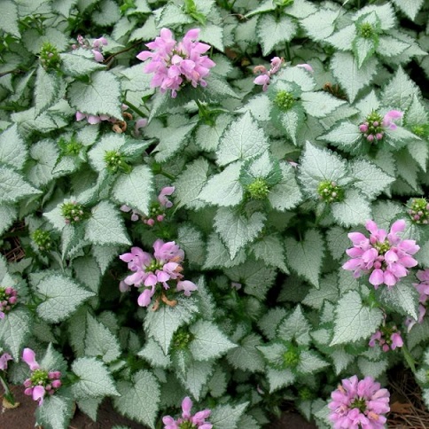 Яснотка крапчатая "Бекон Сильвер" (Lamium maculatum "Beacon Silver")