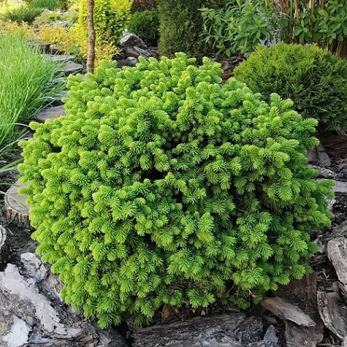 Ель обыкновенная "Литтл Джем" (Picea abies "Little Gem") 