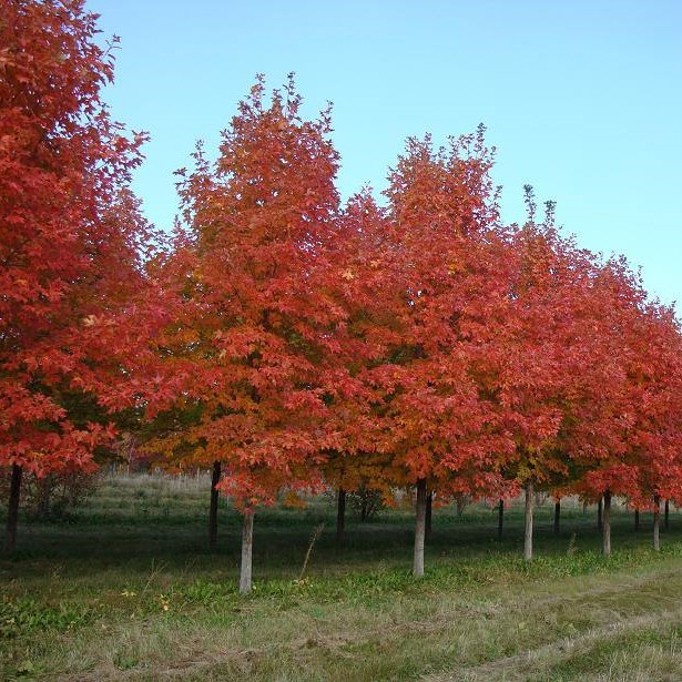 Клен красный "Саммер Ред" (Acer rubrum "Summer Red") хлороз