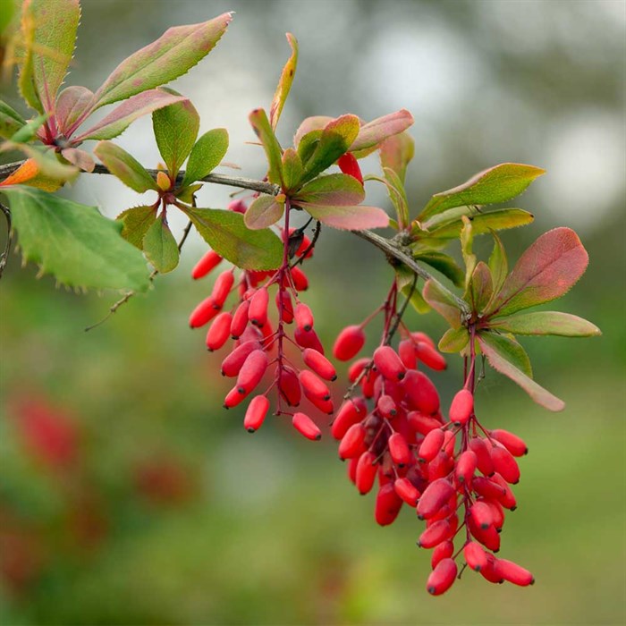 Барбарис (Bérberis)