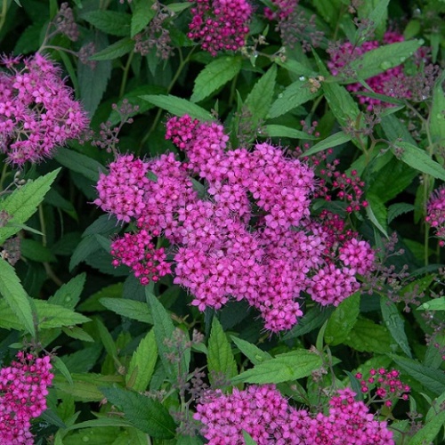 Спирея японская "Неон Флеш" (Spiraea japonica "Neon Flash") (р.20-40, С3)