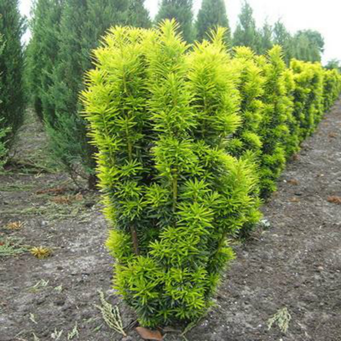 Тис ягодный "Давид" (Taxus baccata "David")
