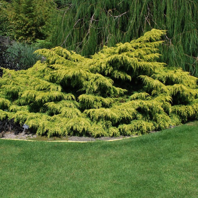 Можжевельник средний "Олд Голд" (Juniperus media "Old Gold")