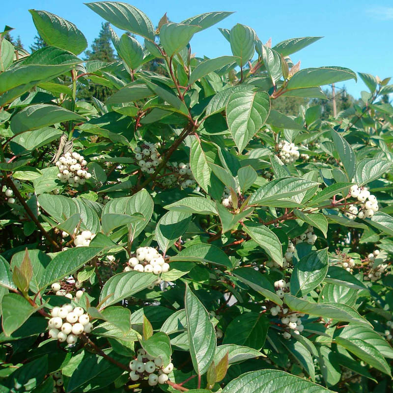 Дерен белый "Сибирика" (Cornus alba "Sibirica")