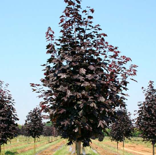 Клен остролистный "Кримсон Кинг" (Acer platanoides "Crimson King")