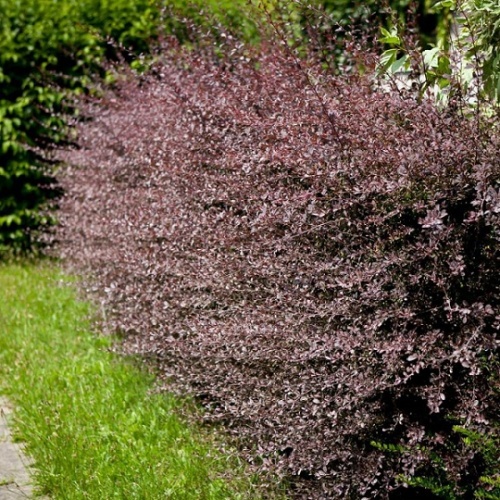 Барбарис оттавский (Berberis ottawensis)
