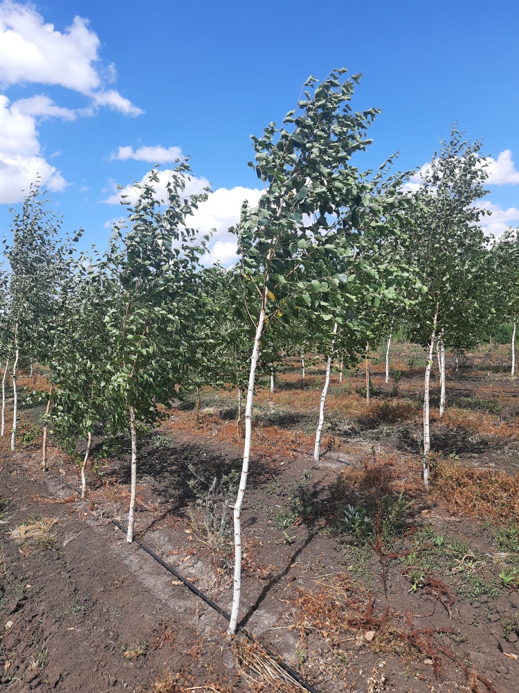 Береза повислая (Betula pendula)