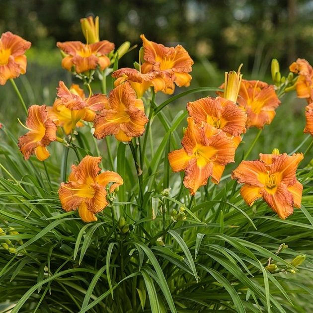 Лилейник (Hemerocallis)