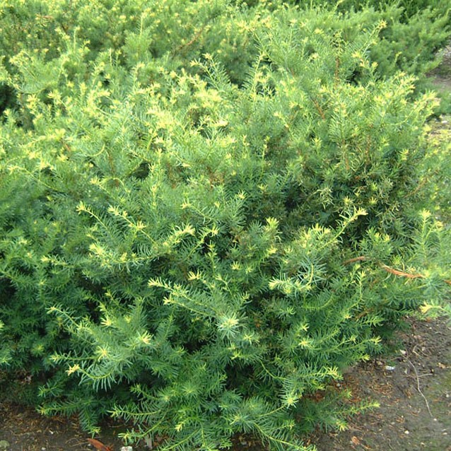 Тис средний "Фармен" (Taxus media "Farmen")