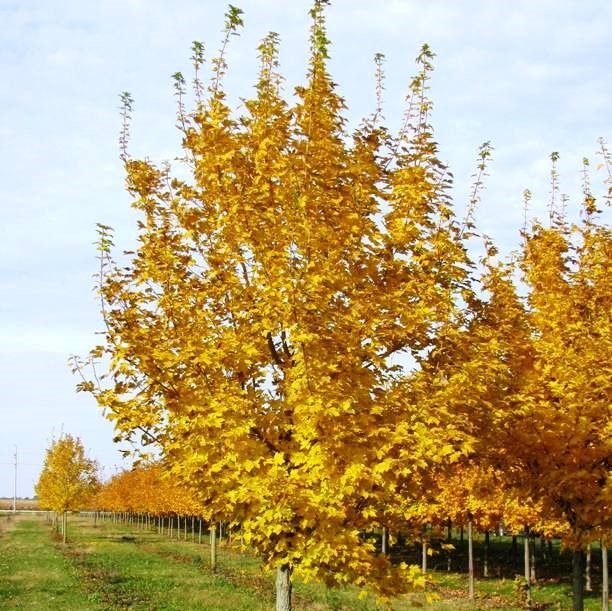 Клен остролистный "Эмералд Куин" (Acer platanoides "Emerald Queen)