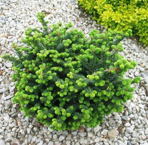 Пихта бальзамическая "Нана" (Abies balsamea "Nana")