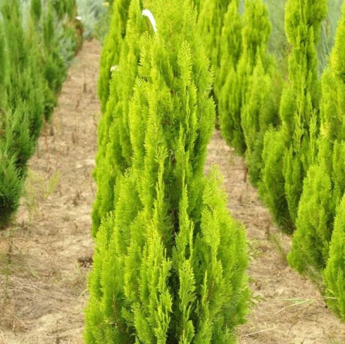 Туя восточная "Пирамидалис Ауреа" (Thuja orientalis "Pyramidalis Aurea")