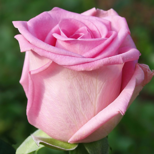 Роза чайно-гибридная "Аква" (Rosa Hybrid Tea "Aqua")
