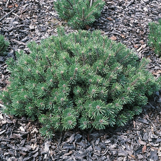 Сосна горная "Хампи" (Pinus mugo "Humpy")