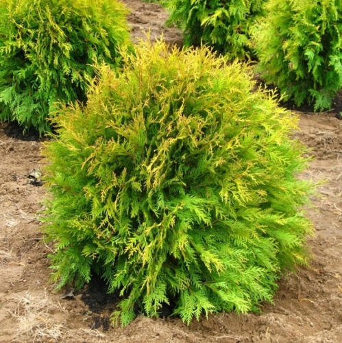Туя западная "Голден Глоб" (Thuja occidentalis "Golden Globe")