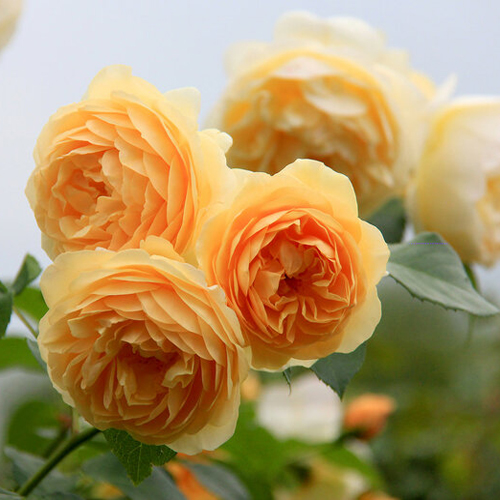Роза английская "Голден Селебрейшн" (Rosa English "Golden Celebration")