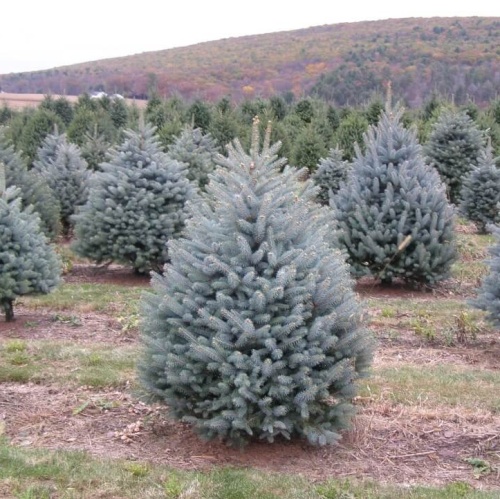 Ель колючая "Блю Даймонд" (Picea pungens "Blue Diamond")