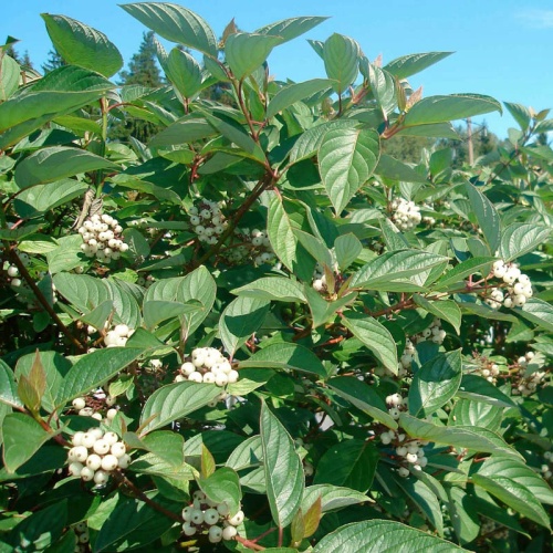 Дерен белый "Сибирика" (Cornus alba "Sibirica")