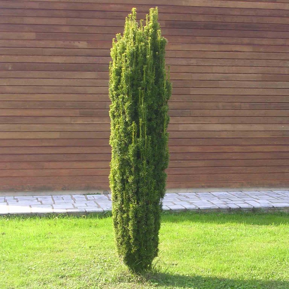 Тис ягодный "Фастигиста Робуста" (Taxus baccata "Fastigiata Robusta")