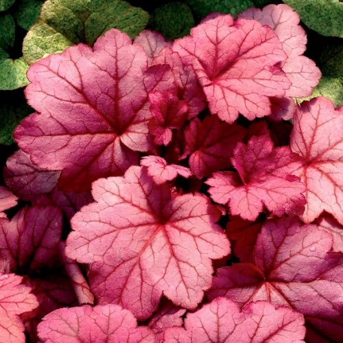 Гейхера "Джорджия Пич" (Heuchera "Georgia Peach")