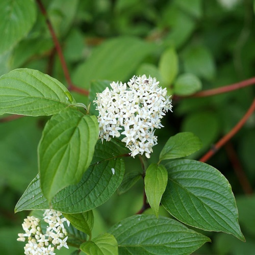 Дерен белый (Cornus alba)