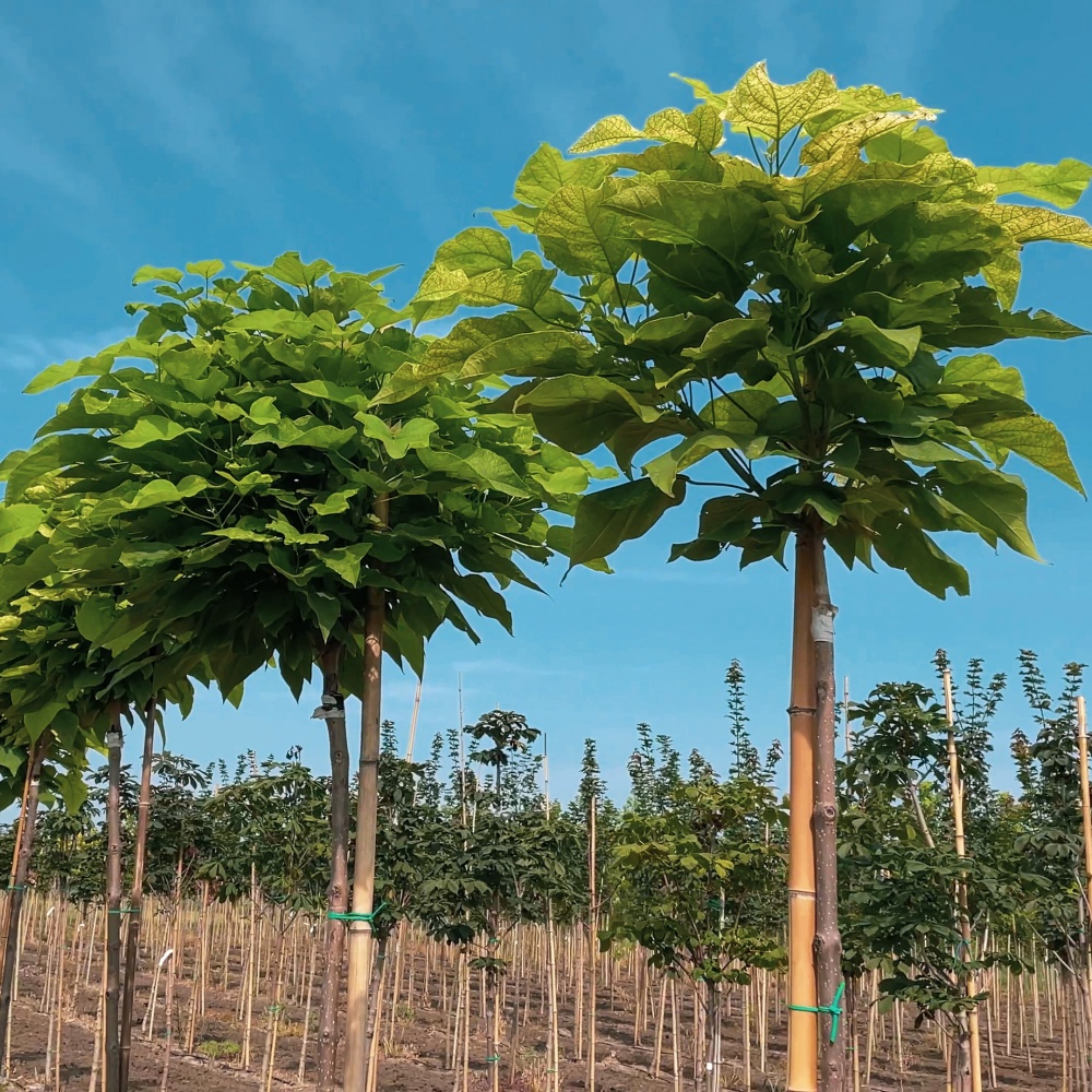 Катальпа бигнониевидная "Нана" (Catalpa bignonioides "Nana")