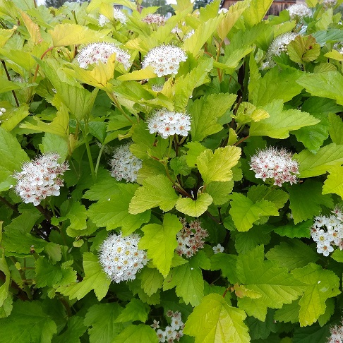 Пузыреплодник калинолистный "Ауреа" (Physocarpus opulifolius "Aurea")