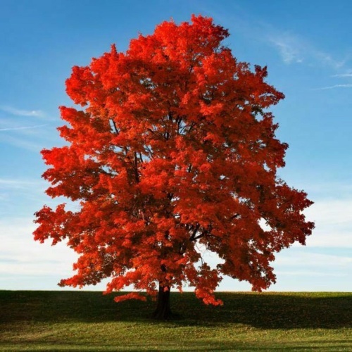 Дуб красный (Quercus rubra) повреждение ствола