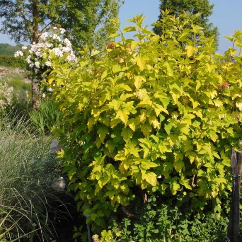Пузыреплодник калинолистный "Дартс Голд" (Physocarpus opulifolius "Dart's Gold")