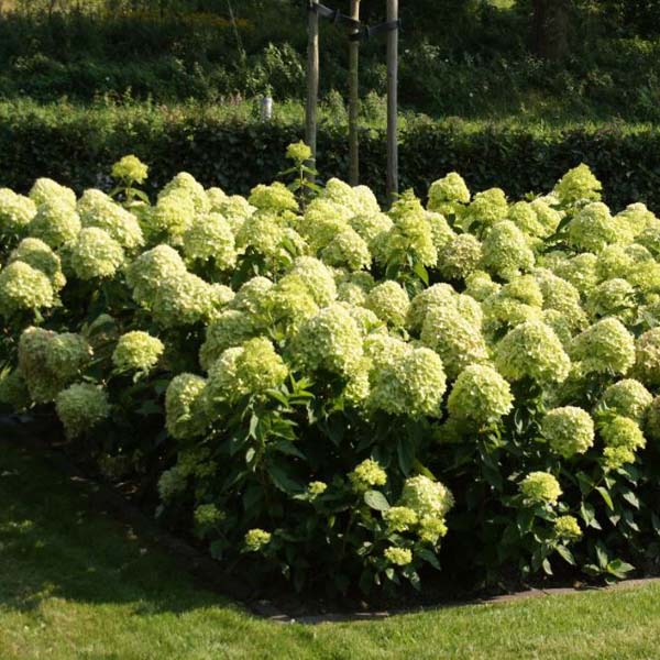 Гортензия метельчатая "Литл Лайм" (Hydrangea paniculata "Little Lime")