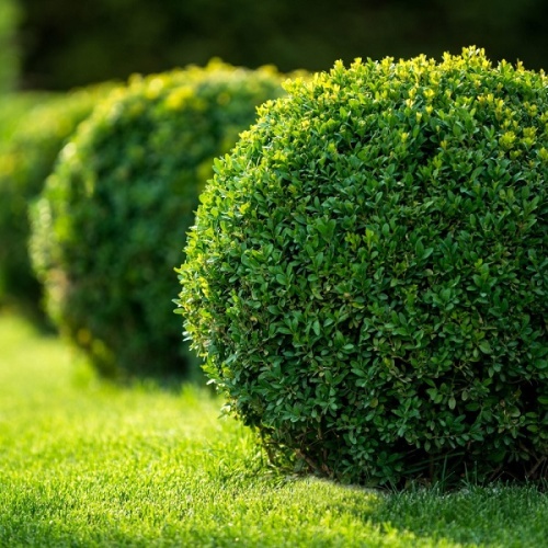 Самшит вечнозеленый "Аброресценс" ф. шар (Buxus sempervirens "Arborescens")