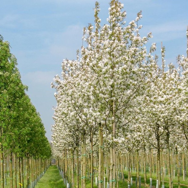 Ирга древовидная "Робин Хилл" (Amelanchier arborea "Robin Hill")