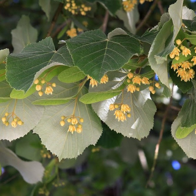 Липа войлочная "Брабант" (Tilia tomentosa "Brabant")