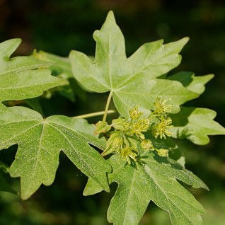 Клен полевой "Королева Елизавета" (Acer campestre "Queen Elizabeth")
