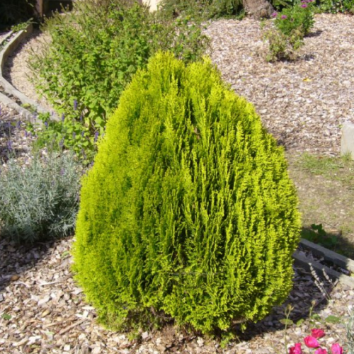 Туя восточная "Ауреа Нана" (Platycladus orientalis "Aurea Nana")