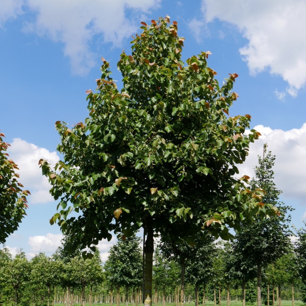 Липа европейская "Паллида" (Tilia europaea "Pallida")