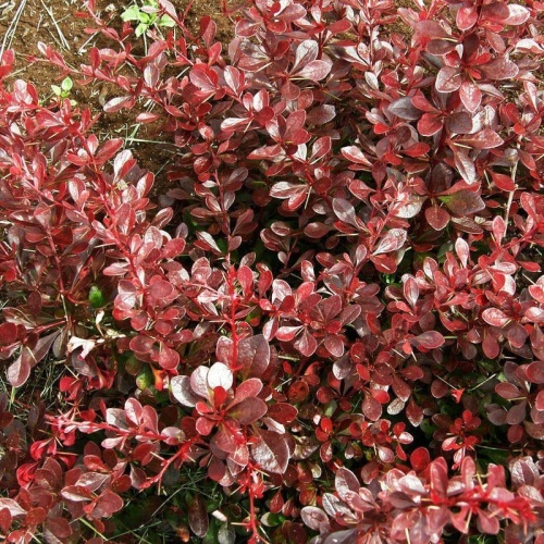 Барбарис Тунберга "Кармен" (Berberis thunbergii "Carmen")