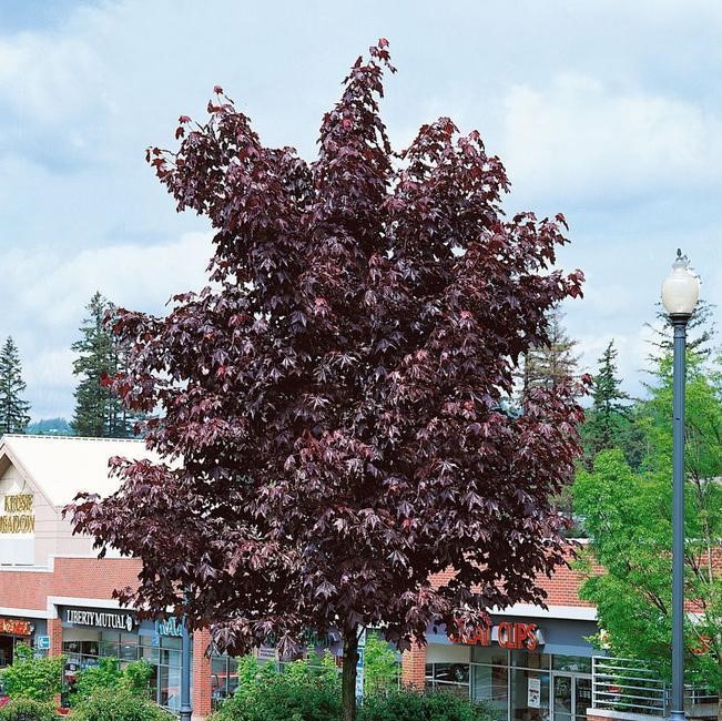 Клен остролистный "Роял Ред" (Acer platanoides "Royal Red")