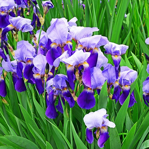 Ирис (Iris)