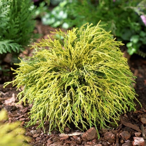 Кипарисовик горохоплодный "Филифера Ауреа" (Chamaecyparis pisifera "Filifera Aurea")