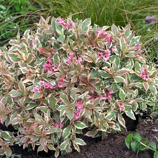 Вейгела цветущая "Олл Саммер Монет" (Weigela florida "All Summer Monet")