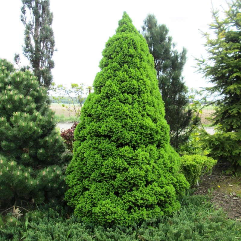 Ель канадская "Коника Спиди" (Picea glauca "Conica Speedy")