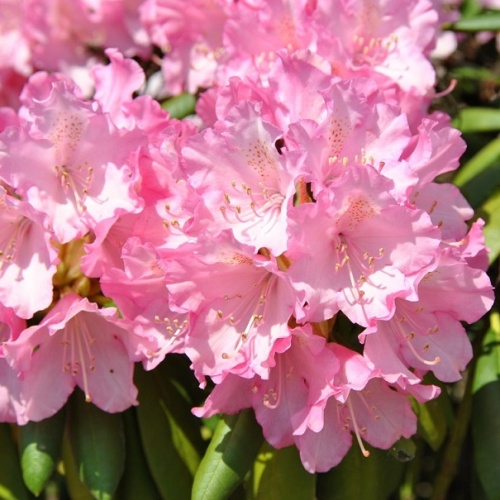 Рододендрон якушиманский "Калинка" (Rododendron yakushimanum "Kalinka")