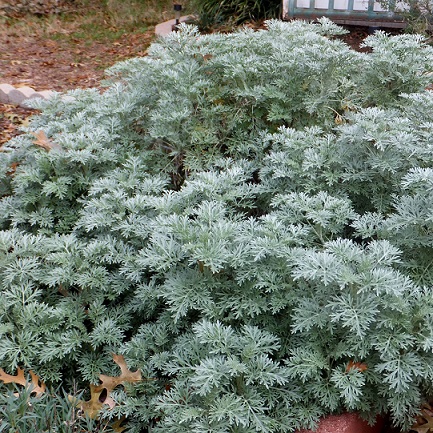 Полынь серебристая (Artemisia)