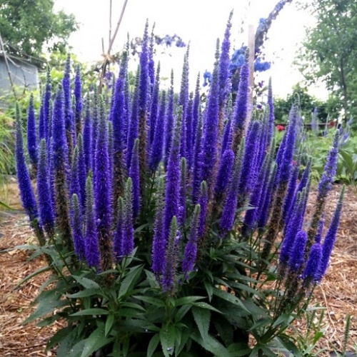 Вероника колосистая (Veronica spicata)