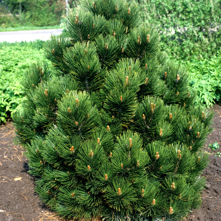 Сосна Гельдрейха "Малинки" (Pinus heldreichii "Malinki")
