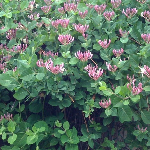 Жимолость каприфоль (Lonícera periclymenum)